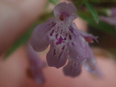 Hedeoma hyssopifolia