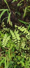 Adiantum philippense