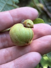 Ampelomyia vitispomum