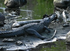 Crocodylus acutus