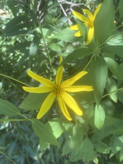 Helianthus decapetalus
