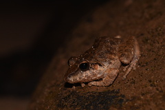 Pristimantis fenestratus