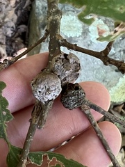 Disholcaspis quercusglobulus