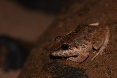 Pristimantis fenestratus