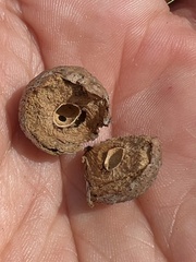 Disholcaspis quercusglobulus