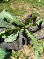 Lactuca serriola