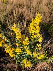 Solidago virgaurea
