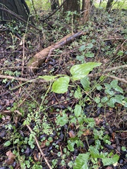 Smilax tamnoides