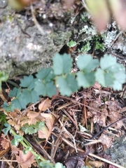 Thalictrum minus