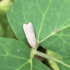 Agonopterix
