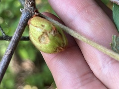 Ampelomyia vitispomum