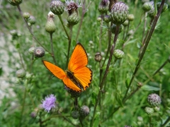 Lycaena virgaureae