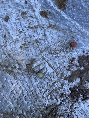 Cheiracanthium inclusum