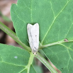 Agonopterix