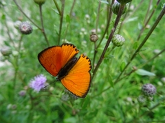 Lycaena virgaureae