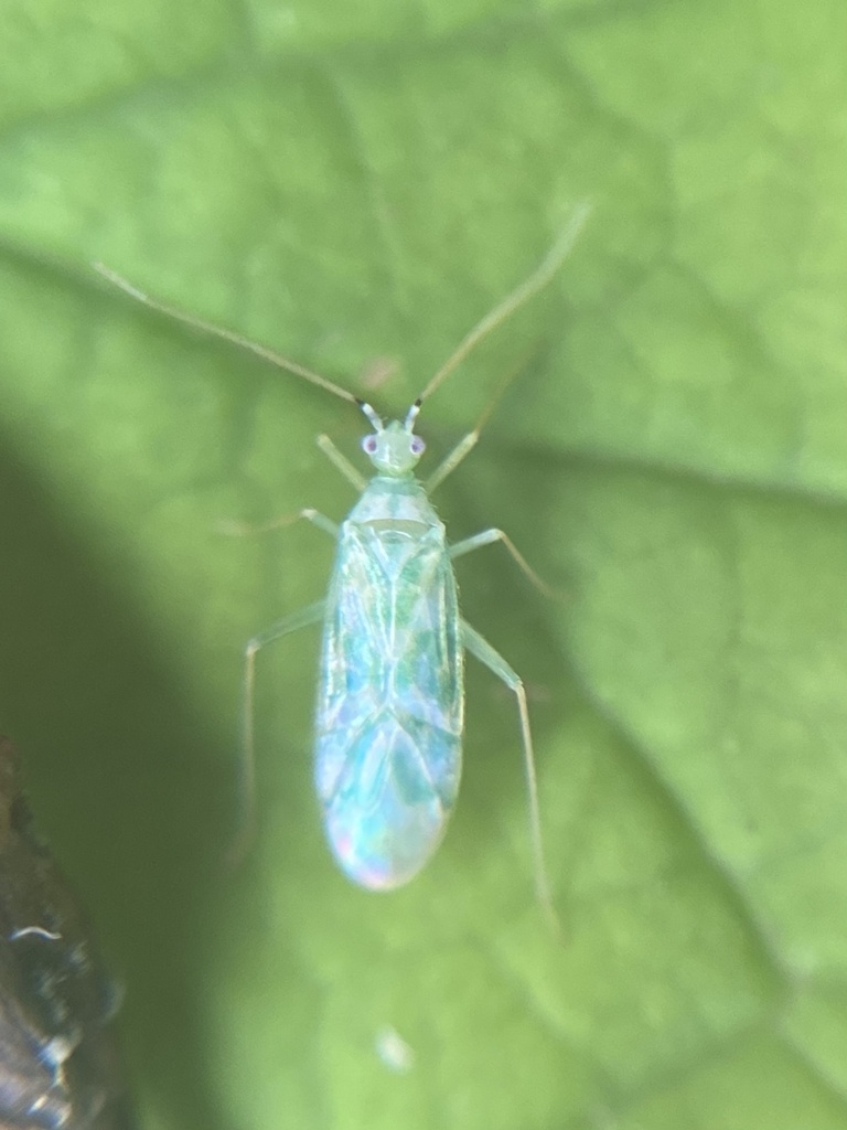 delicate apple capsid from Eglingham Way, Morpeth, England, GB on
