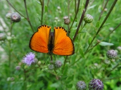 Lycaena virgaureae