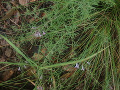 Hedeoma hyssopifolia