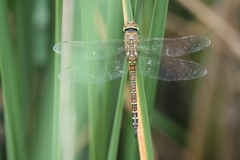 Aeshna mixta