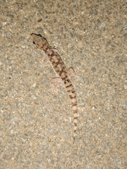 Gekkonidae
