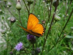 Lycaena virgaureae