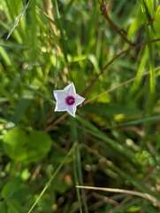 Ipomoea sagittifolia