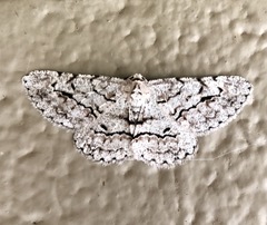 Stenoporpia pulmonaria