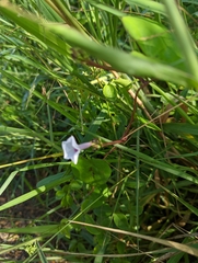 Ipomoea sagittifolia
