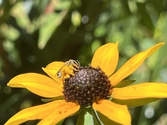 Halictus