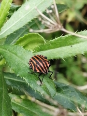 Graphosoma italicum