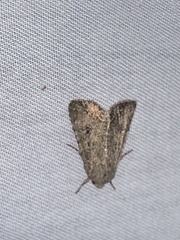 Noctuinae