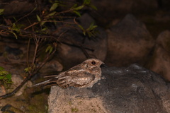 Hydropsalis climacocerca