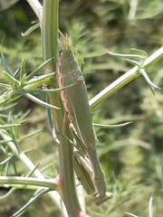 Iris oratoria