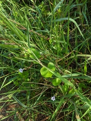 Ipomoea sagittifolia