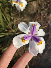 Dietes grandiflora