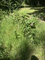 Asclepias