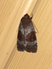 Hampsonodes mastoides