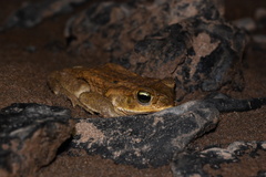Rhinella marina