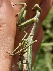 Iris oratoria