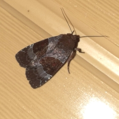 Hampsonodes mastoides
