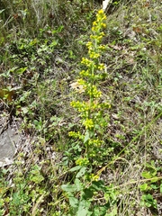 Solidago squarrosa