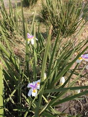 Dietes grandiflora