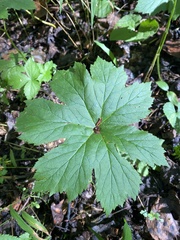 Hydrastis canadensis