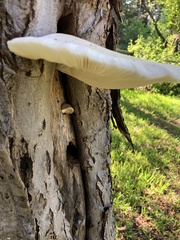 Pleurotus dryinus