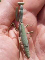 Iris oratoria