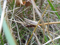 Chorthippus albomarginatus