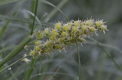 Cenchrus longispinus