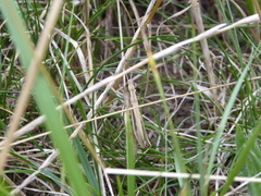 Chorthippus albomarginatus