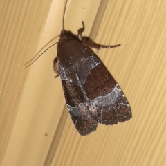 Hampsonodes mastoides