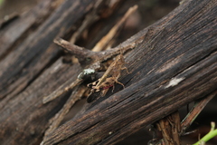 Aiolopus strepens